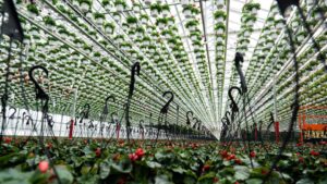 Prospiant Partners With Pleasant View Gardens on Dual Atrium Greenhouse
