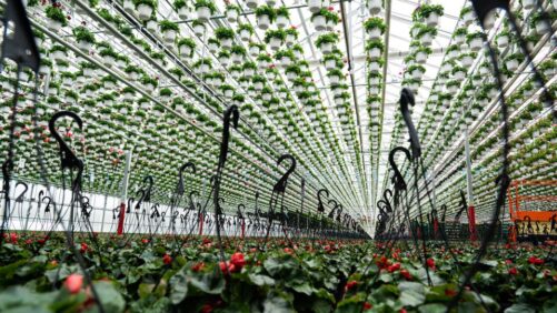 Prospiant Partners With Pleasant View Gardens on Dual Atrium Greenhouse