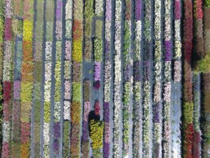 Cut flower bed