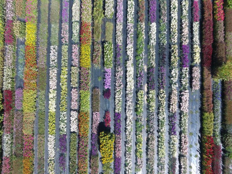Cut flower bed