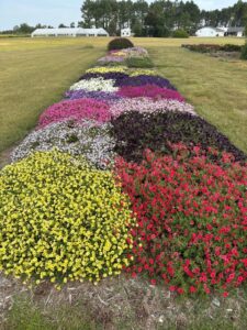 Petunia ‘Supertunia Mini Vista Ultramarine’ and ‘Supertunia Mini Vista Midnight’ (Proven Winners)