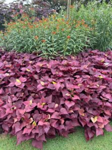 Sweet Potato Vine ‘Sweet Caroline Upside Black Coffee’ and ‘Sweet Caroline - Upside Key Lime’ (Proven Winners)