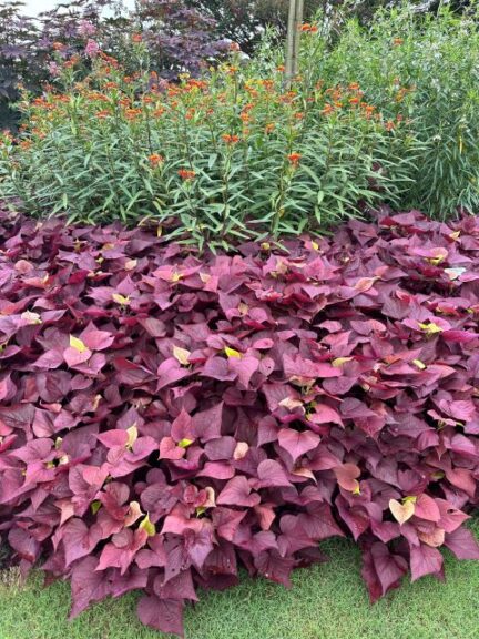 Sweet Potato Vine ‘Sweet Caroline Upside Black Coffee’ and ‘Sweet Caroline - Upside Key Lime’ (Proven Winners)