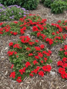 Verbena ‘Lascar Orange Lava’ (Selecta One)