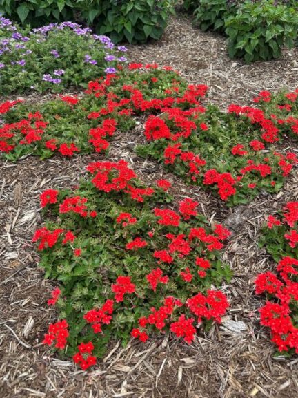 Verbena ‘Lascar Orange Lava’ (Selecta One)
