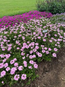 Verbena ‘Superbena Pink Cashmere’ (Proven Winners)