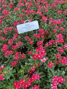 Vinca ‘Soiree Kawaii Paprika Red’ (Suntory)