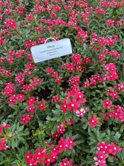 Vinca ‘Soiree Kawaii Paprika Red’ (Suntory)