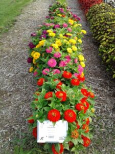Zinnia ‘Zesty Mixture’ (PanAmerican Seed)