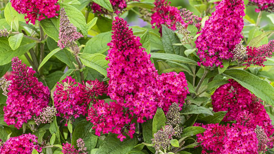 Buddleia Butterfly Candy Lil’ Raspberry PDSI