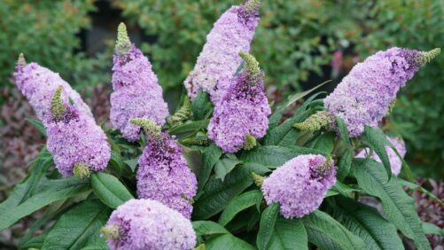 Big in Japan: Buddleia From Spring Meadow Nursery Named 2024 Flower of the Year