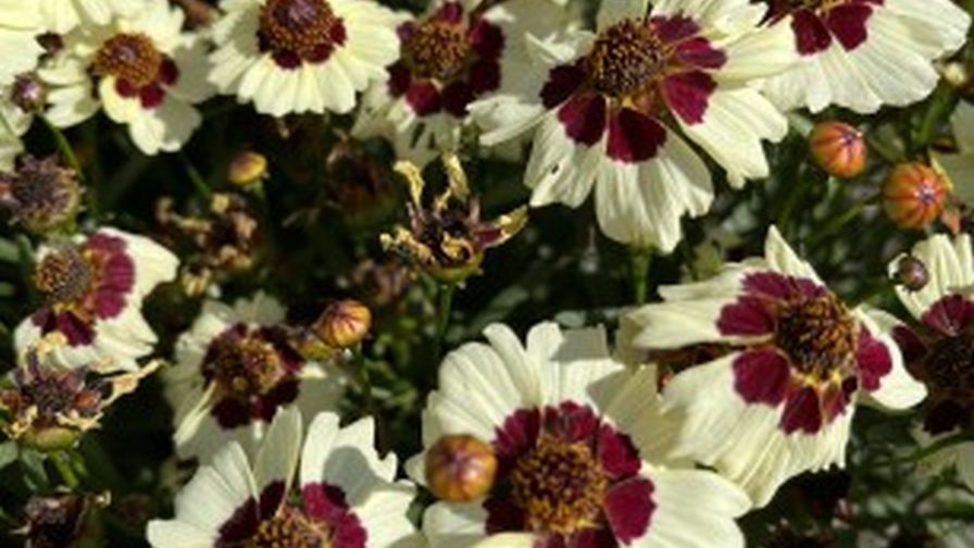Coreopsis Corusco Cream-Red Fleuroselect