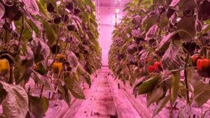 Sollum Technologies, Delphy Improvement Centre Partner on Greenhouse Lighting and Irrigation Connection