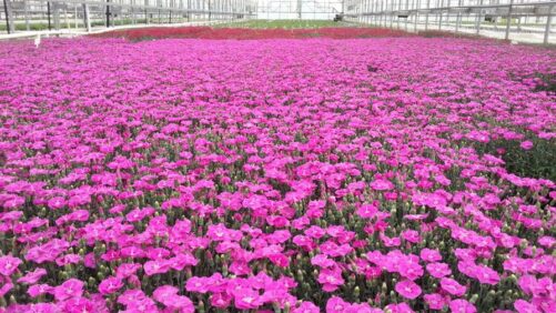 How Technology Helps Greenhouse Growers Streamline Production, Increase Efficiency