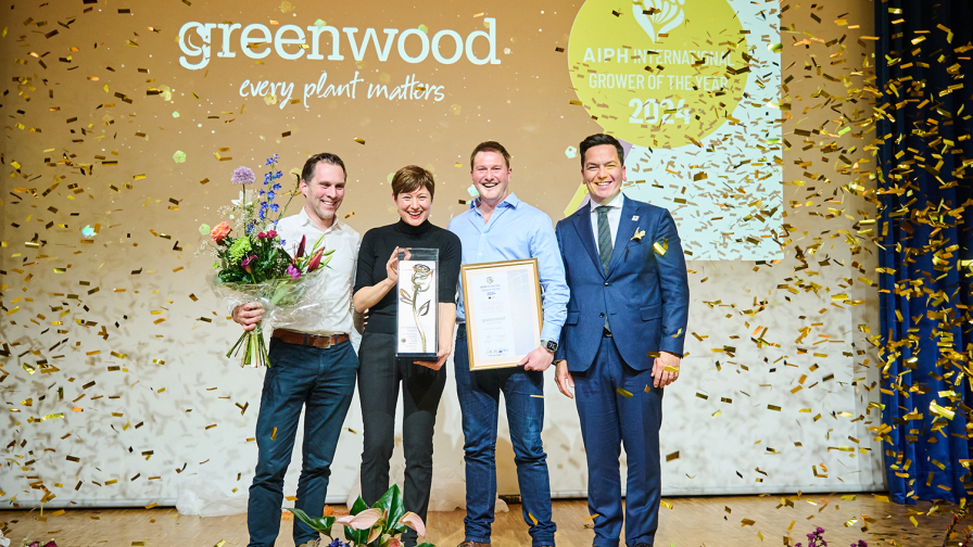 Greenwood Plants - Gold Rose Web