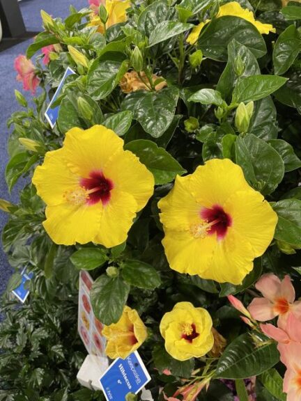 Aris Horticulture