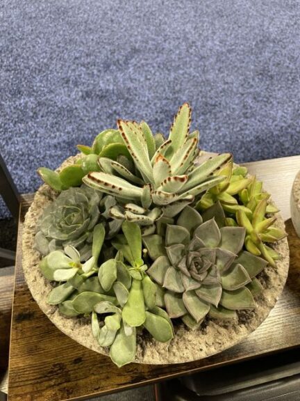 Bennett Plants