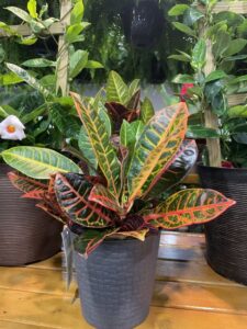 Railroad Nursery