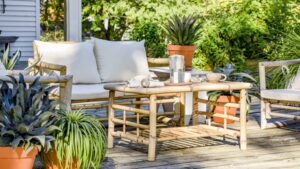 Proven Winners and Walters Gardens Launch New Line of Mangave