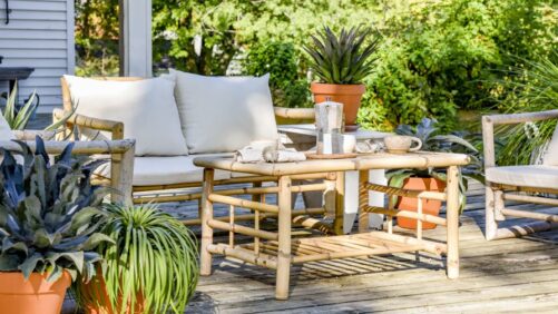 Proven Winners and Walters Gardens Launch New Line of Mangave