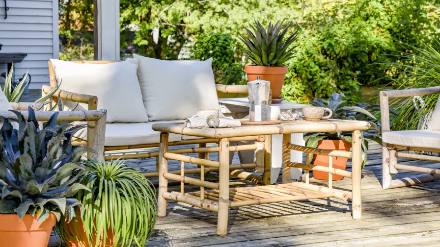Mangave Art and Sol Collection Proven Winners Walters Gardens