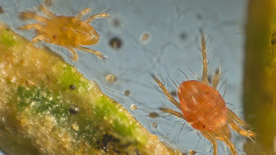 Mites Central Life Science ClearLeaf