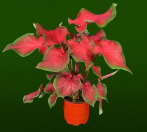 Oglesby Plants Kaladium Fairytale Princess