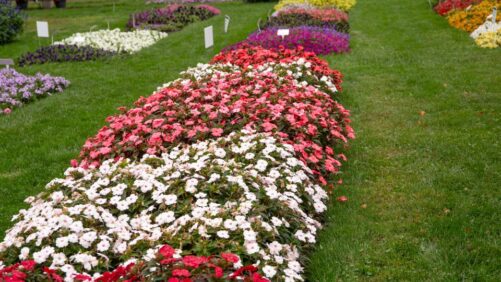 Why Plant Breeders and Trial Managers Are Excited About the Future of Floriculture