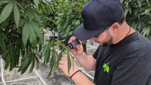 The 2024 MSU Greenhouse Disease and Insect Management Guide