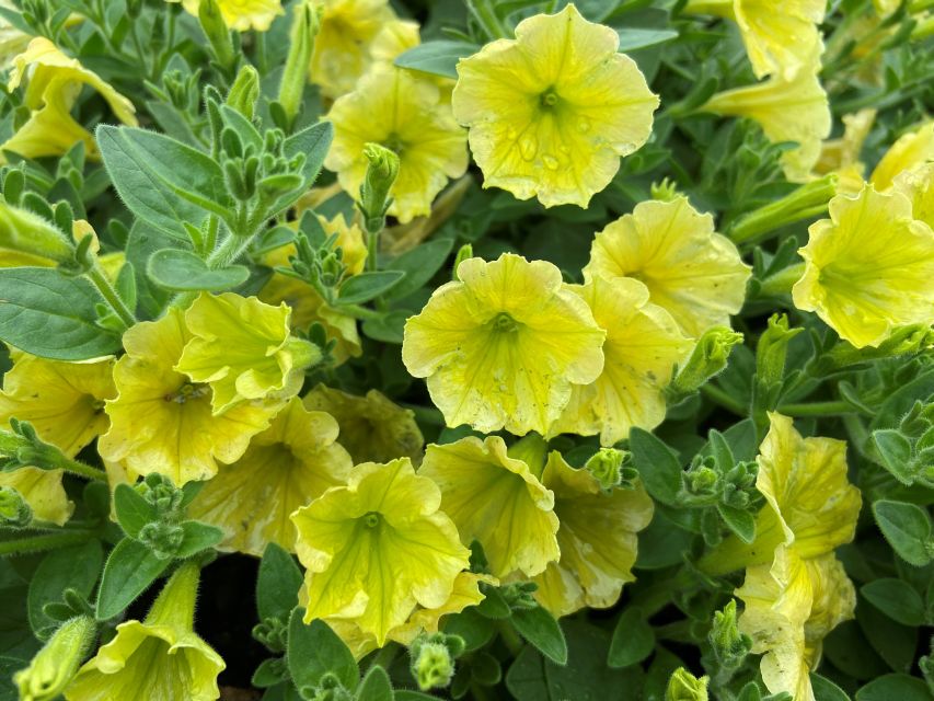 Petunia Supertunia Mini Vista Yellow (Proven Winners) at NCSU 2023 Trials
