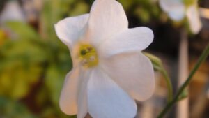 10 Newly Discovered Plant and Fungal Species From 2023