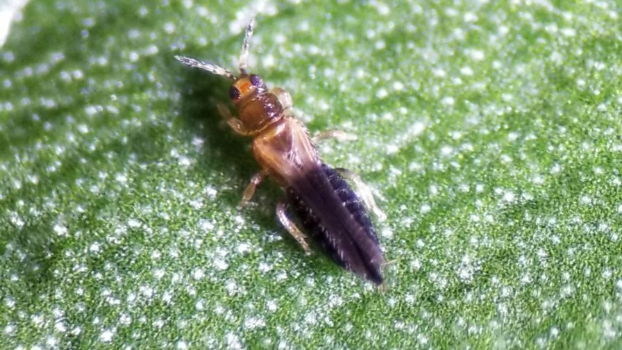 Thrips parvispinus