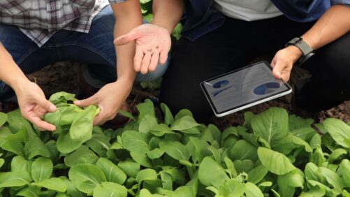 The Realities of ERP Implementations for Greenhouse Growers