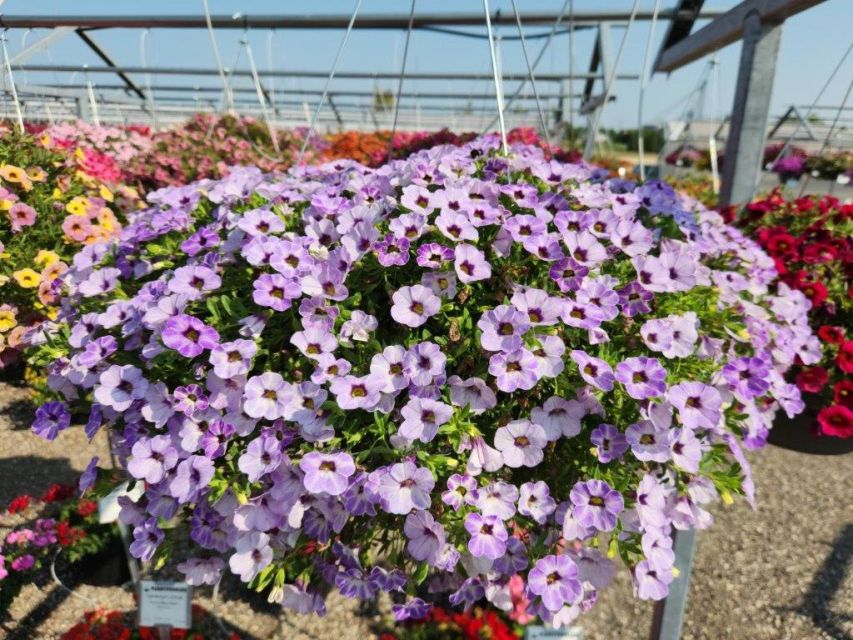 Westoff Calibrachoa, Chameleon Frozen Ice at Plantpeddler 2023