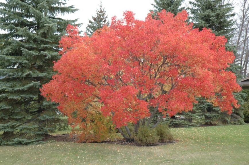 Amur Maple
