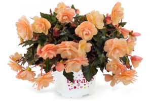 Begonia 'Fragrant Falls Peach' (Beekenkamp)