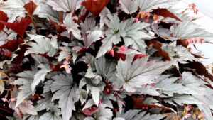 Highlights From Greenhouse Grower’s February 2024 Issue