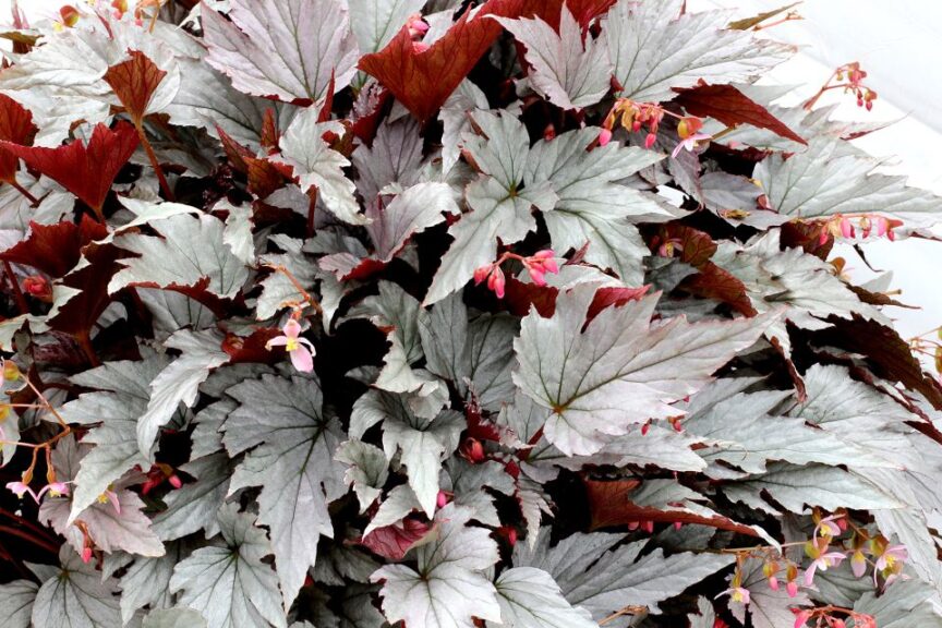Holidays Crops Offer a Twist