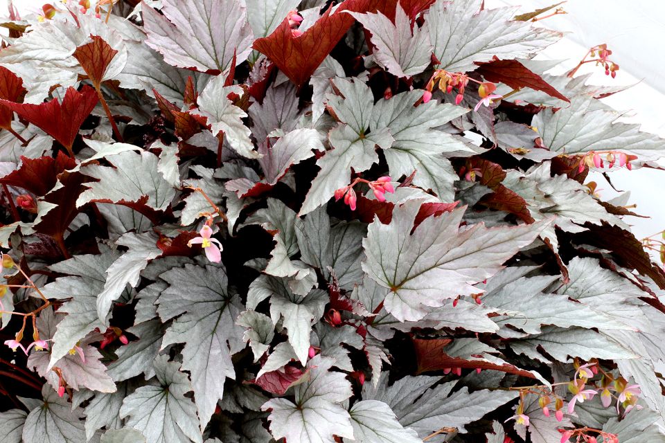 Begonia Holiday Silver Bells (Terra Nova Nurseries)