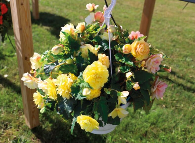 Begonia 'Nonstop Joy Peaches and Dreams' (Benary)