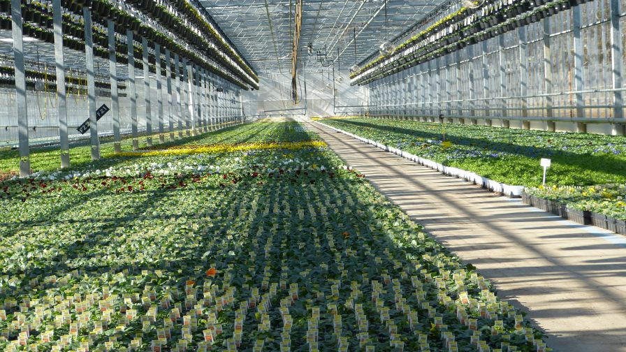 BioSafe Biocontrols biosolutions