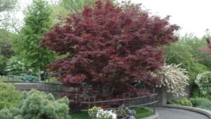 The 10 Most Searched-for Plants in 2023, According to the NetPS Plant Finder Tool