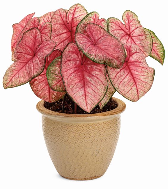 Caladium Heart to Heart Radiance (Proven Winners)