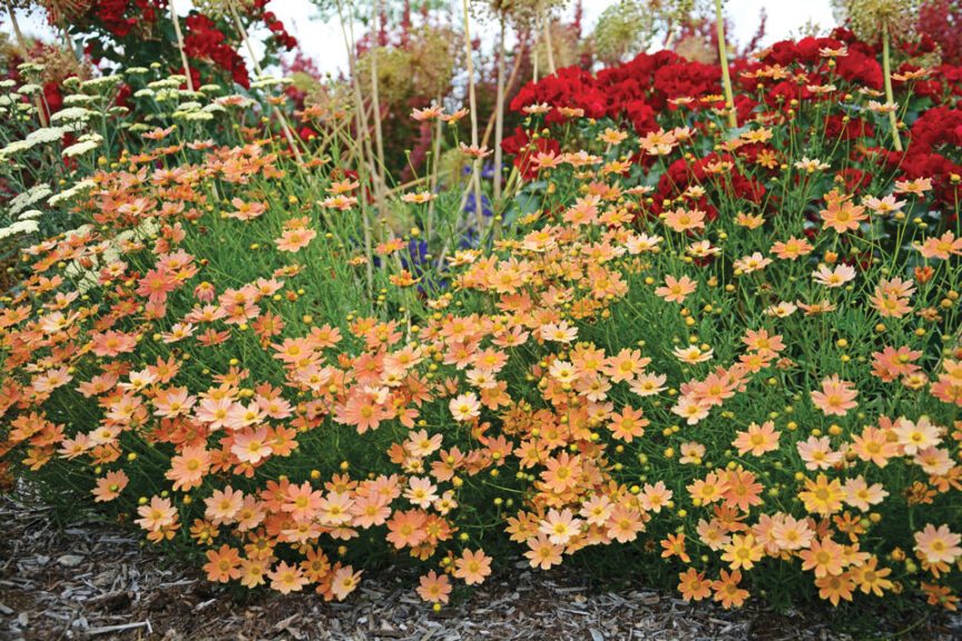 Coreopsis 'Creme Caramel' (Darwin Perennials)