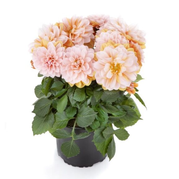 Dahlia 'LaBella Grande Fun Carame'l (Beekenkamp)