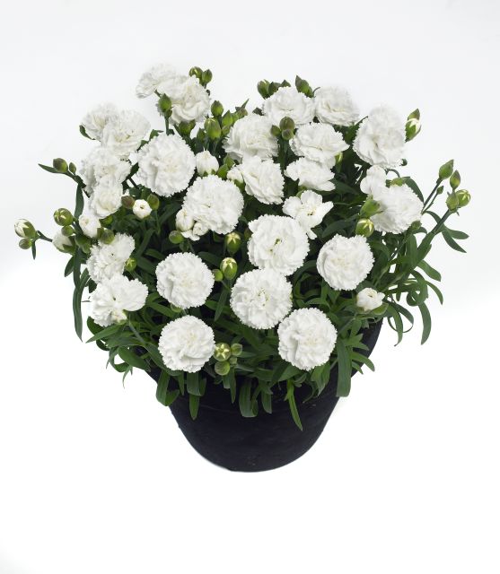 Dianthus Sunflor Cosmos (HilverdaFlorist)