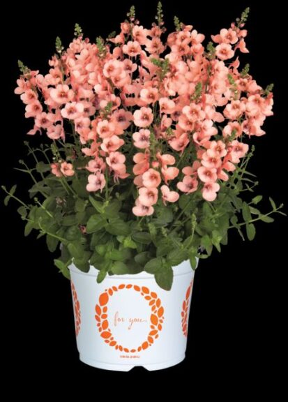 Diascia 'MyDarling Peach' (Dümmen Orange)