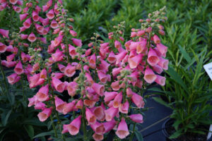Digitalis 'Arctic Fox Rose' (Darwin Perennials)