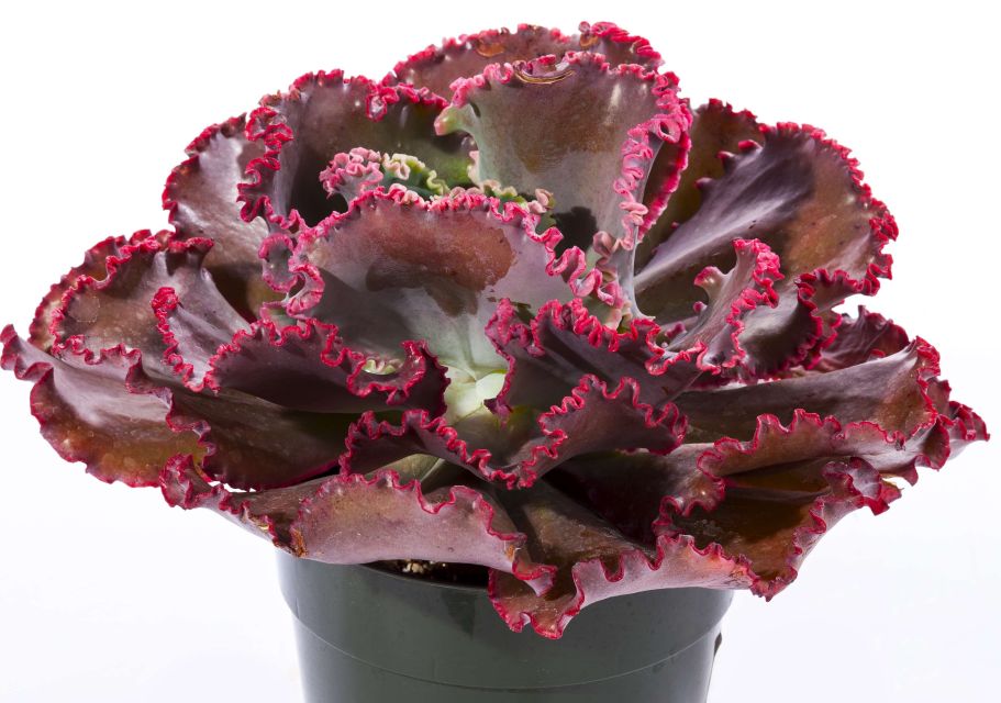 Echeveria Coral Reef Red (Green Fuse Botanicals)
