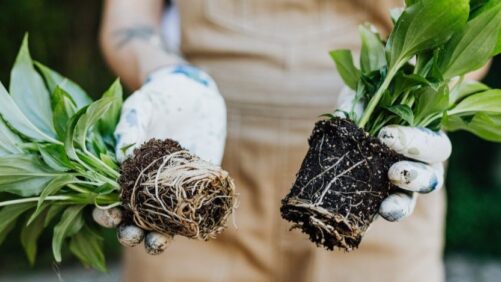 6 Tips on Combatting Fungus in Perennials